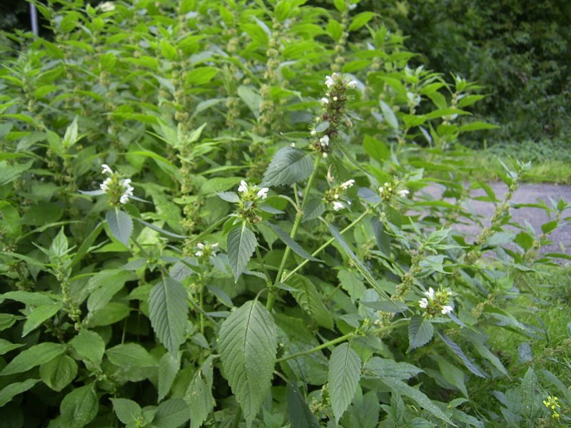 Пикульник сорняк