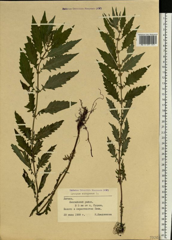 Lycopus europaeus гербарий