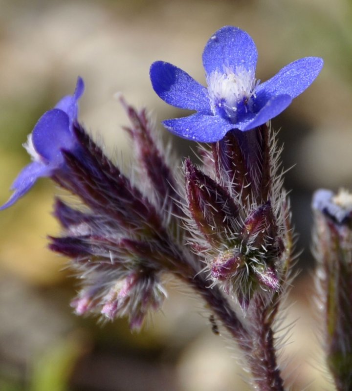 Анхуза Anchusa azurea Loddon Royalist