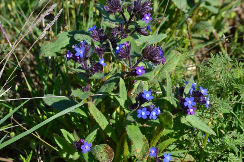 Воловик (Anchusa Dropmore)