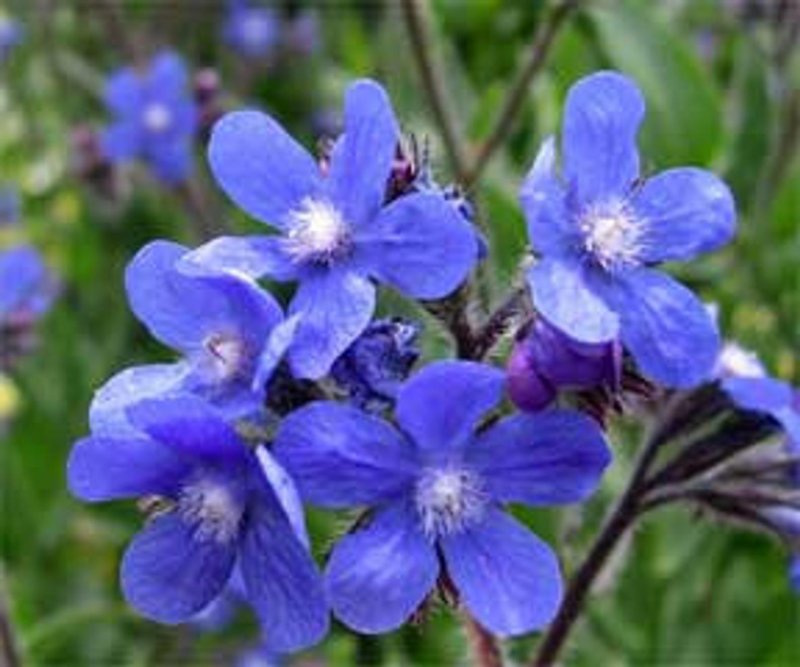 Анхуза Лазоревая (Anchusa azurea `Dropmore`)