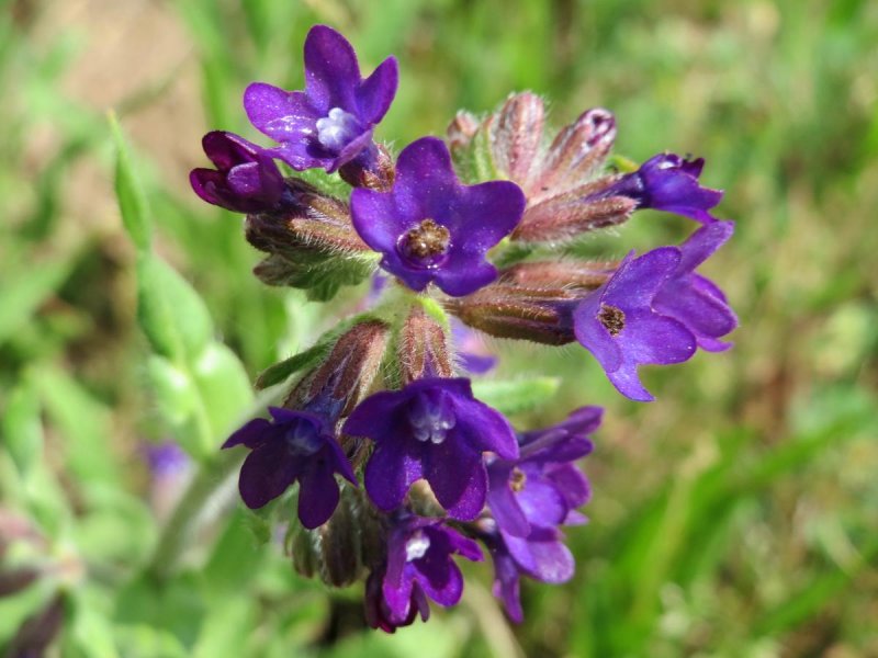 Anchusa officinalis цветет
