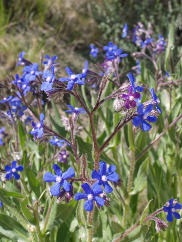 Анхуза Лазоревая (Anchusa azurea `Dropmore`)