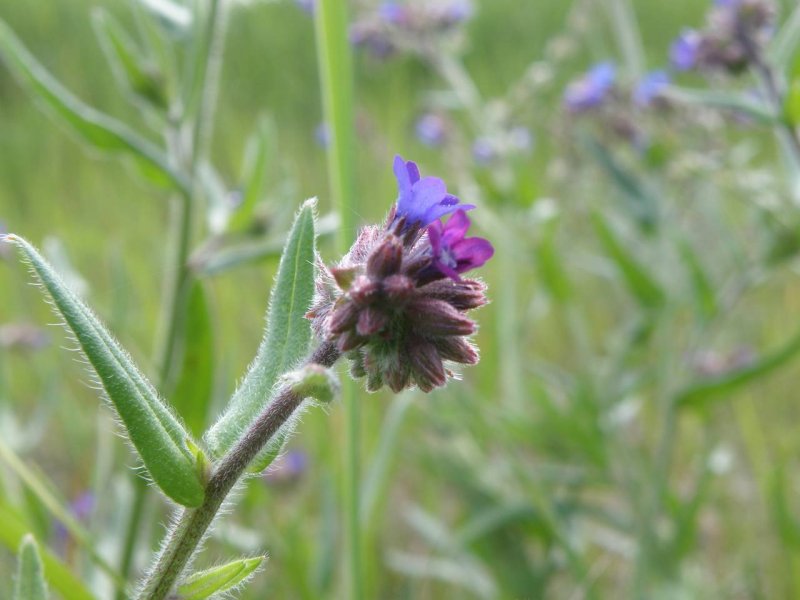 Воловик лекарственный (Anchusa officinalis l.)