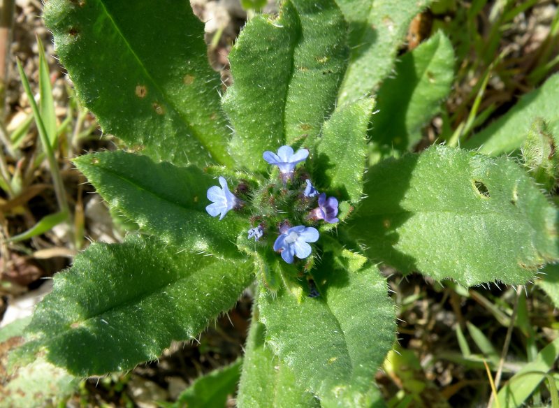 Анхуза, Воловик (Anchusa) растение цветок