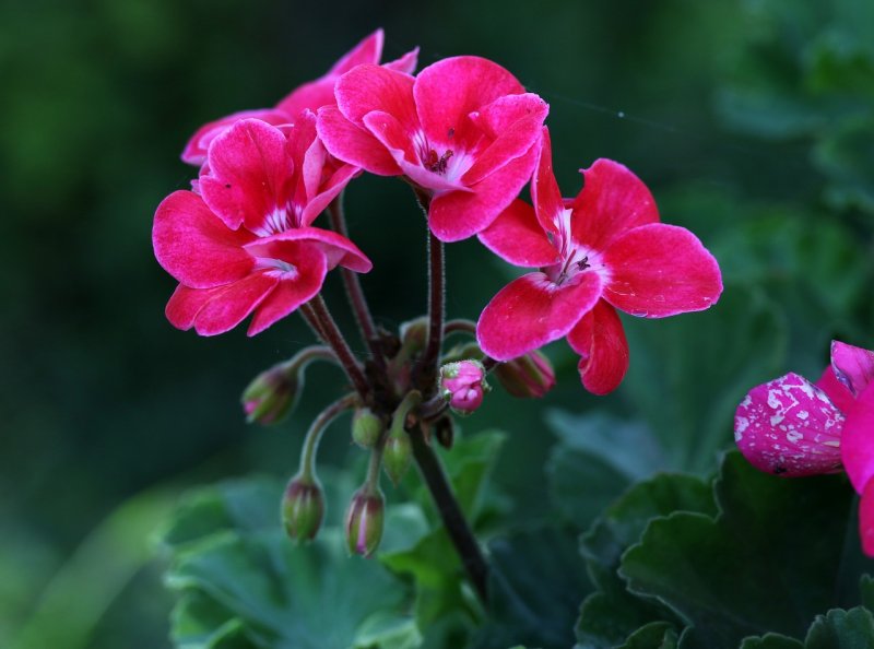 Pelargonium Serena Nova