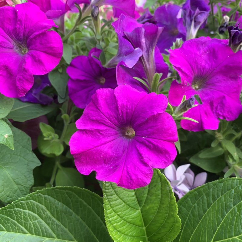 Петуния Patio Violet Heart
