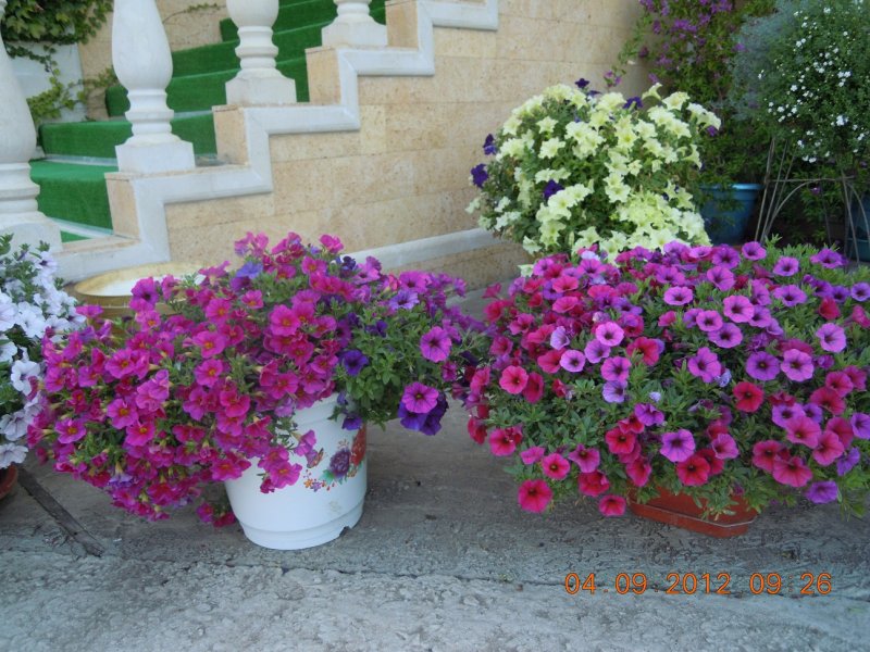 Петуния Veranda Orchid