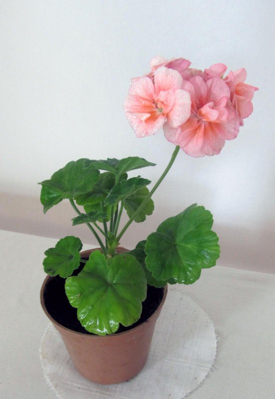 Geranium ‘little David’