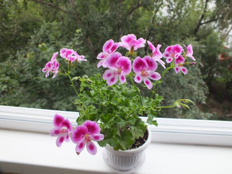 Пеларгония ANGELEYES Viola