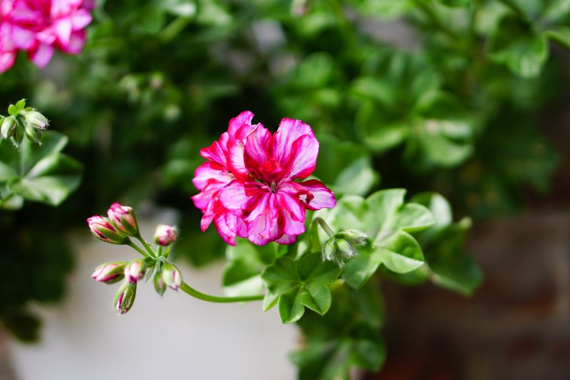 Пеларгония Pelargonium Rainbow Red