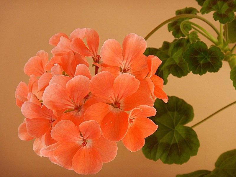 Pink Geranium пеларгония