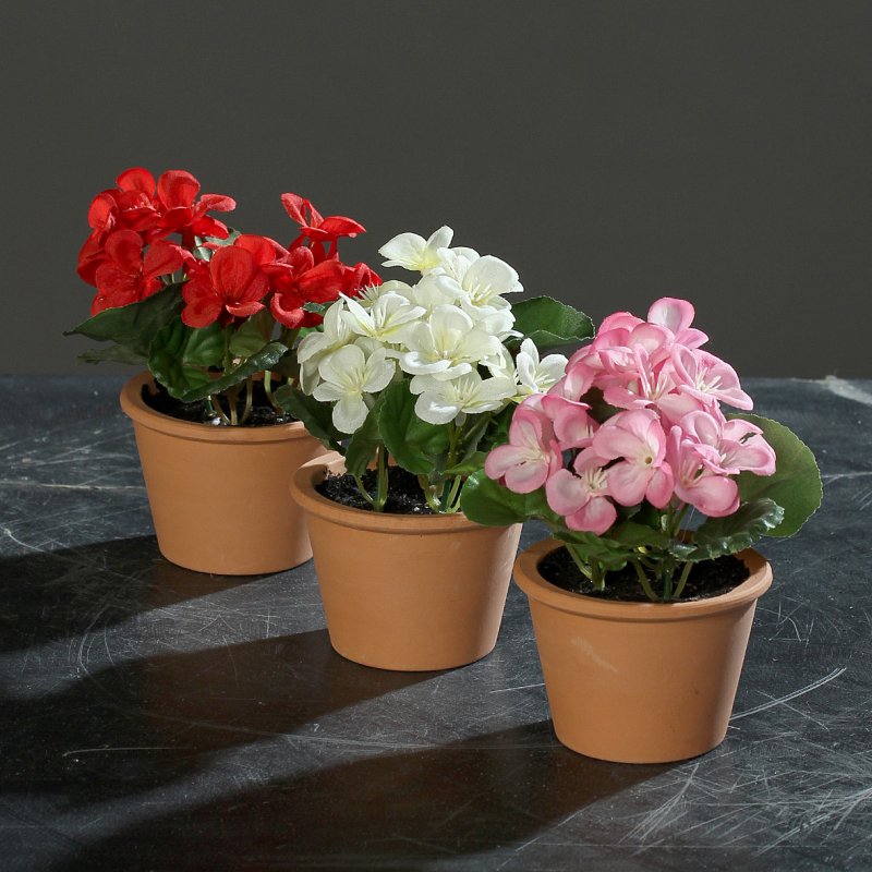 Пеларгония Pelargonium evka Red