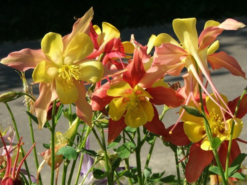 Аквилегия гибридная (Aquilegia х hybrida)