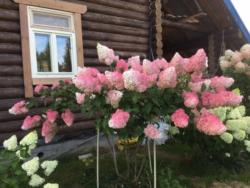 Гортензия Ванилла Мельба