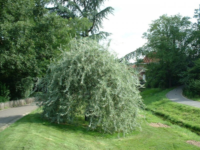 Груша лохолистная Пендула