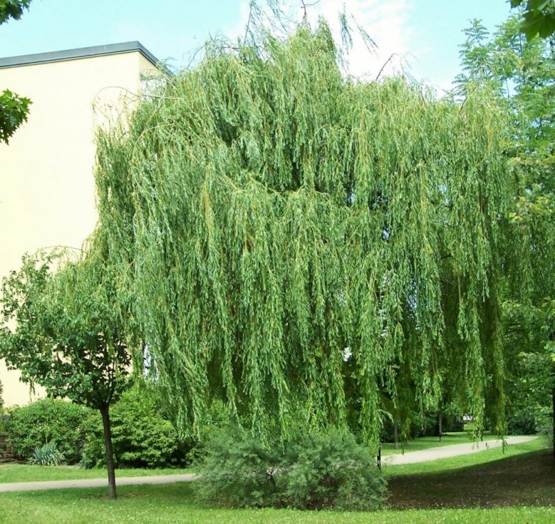 Ива белая ф плакучая желтокорая Salix Alba