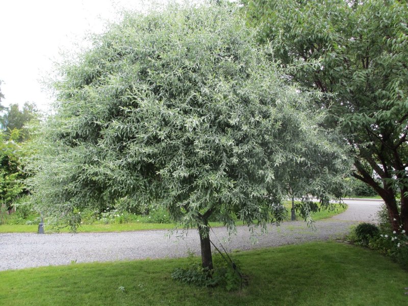 Ива серебристая (лохолистная) Salix elaeagnos
