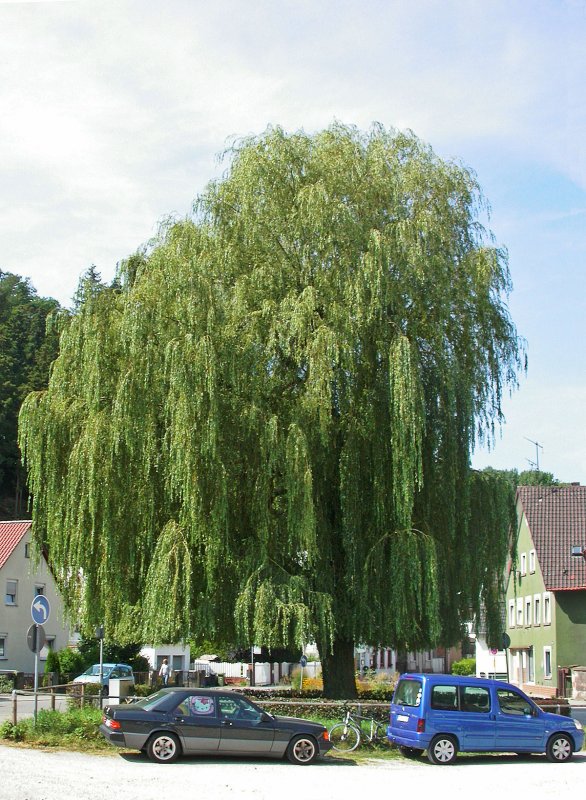 Ива белая (Salix Alba)