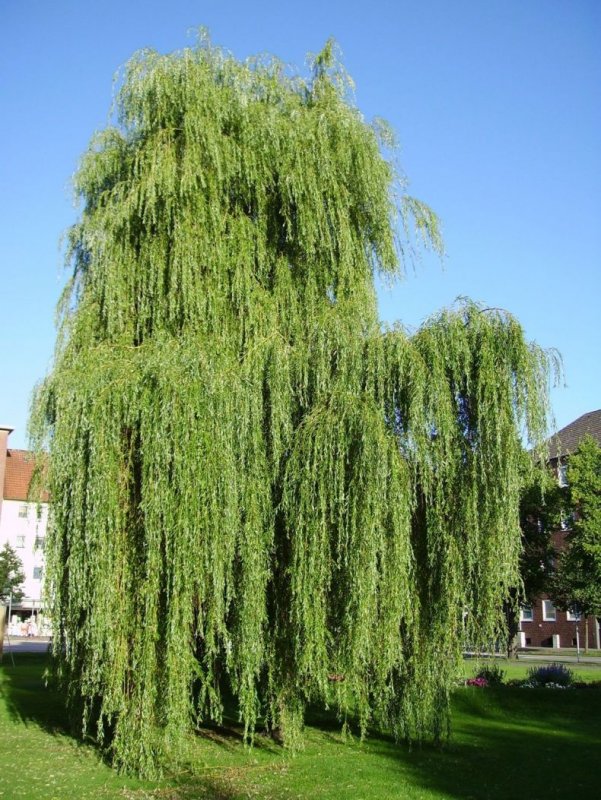 Salix Alba Ива плакучая