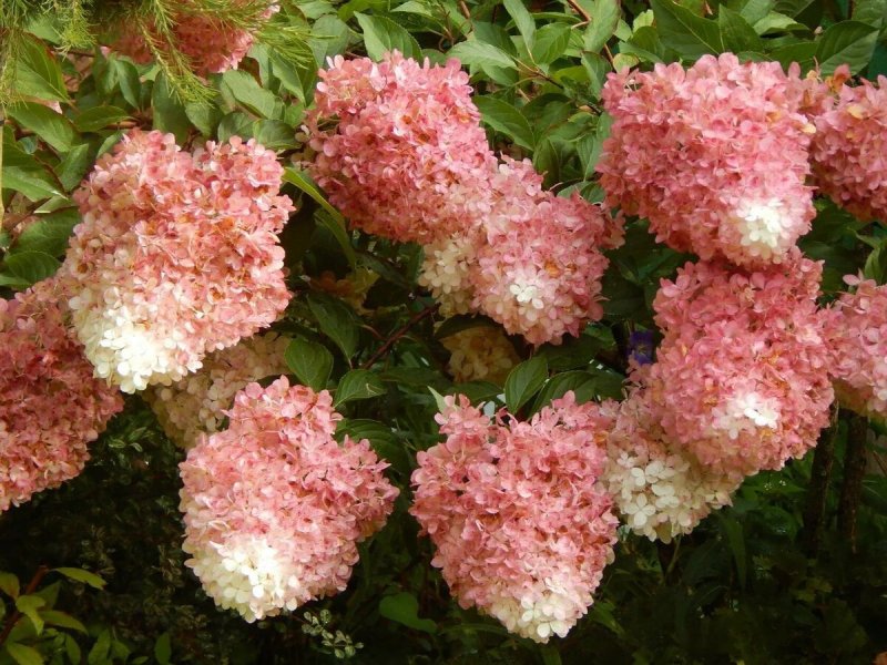 Ванилла Фрейз