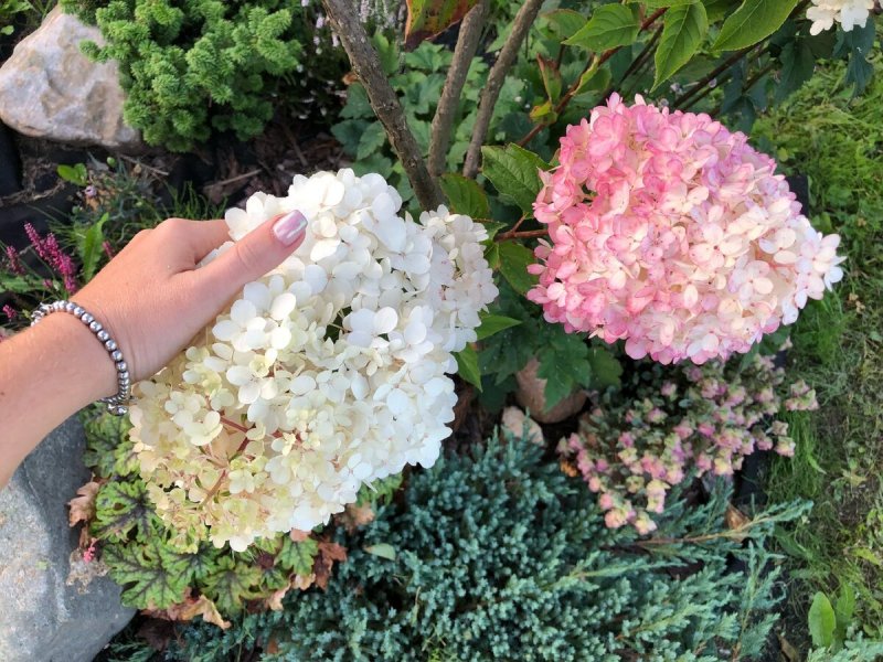 Гортензия метельчатая Vanille Fraise