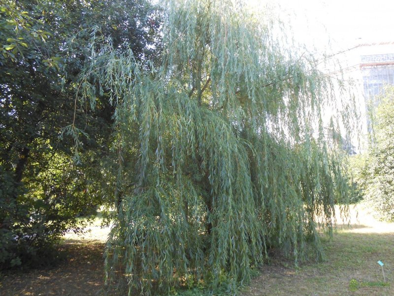 Ива белая (Salix Alba)