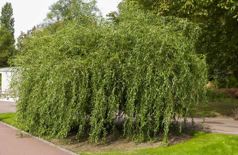 Ива Извилистая Матсудана (Salix matsudana)