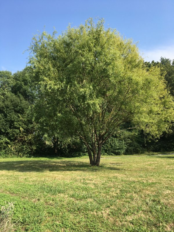 Ива Вавилонская (Salix babylonica)