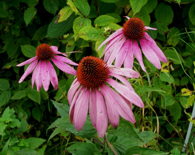 Эхинацея пурпурная (Echinacea purpurea `Primadonna White`)