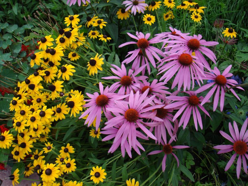 Echinacea purpurea 'Purple Red'