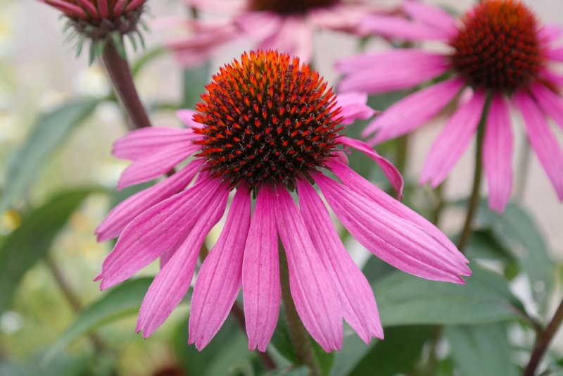 Эхинацея (Echinacea) purpurea