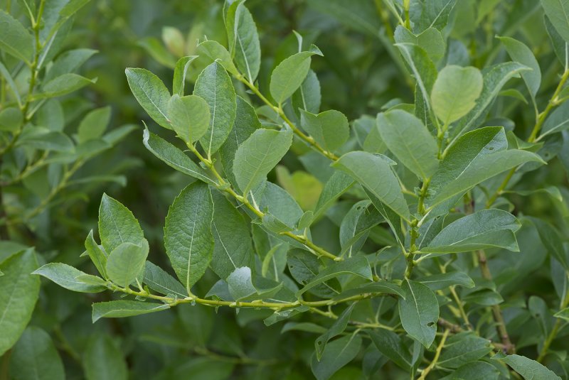 Salix Alba побеги