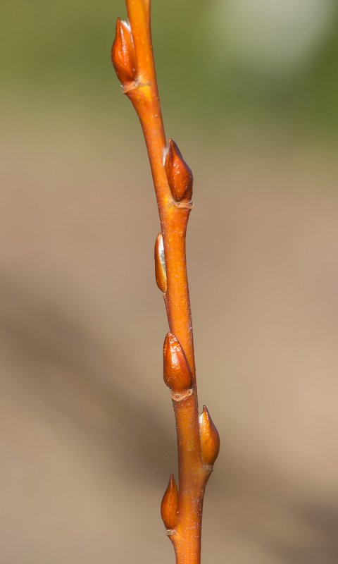 Salix latifolia