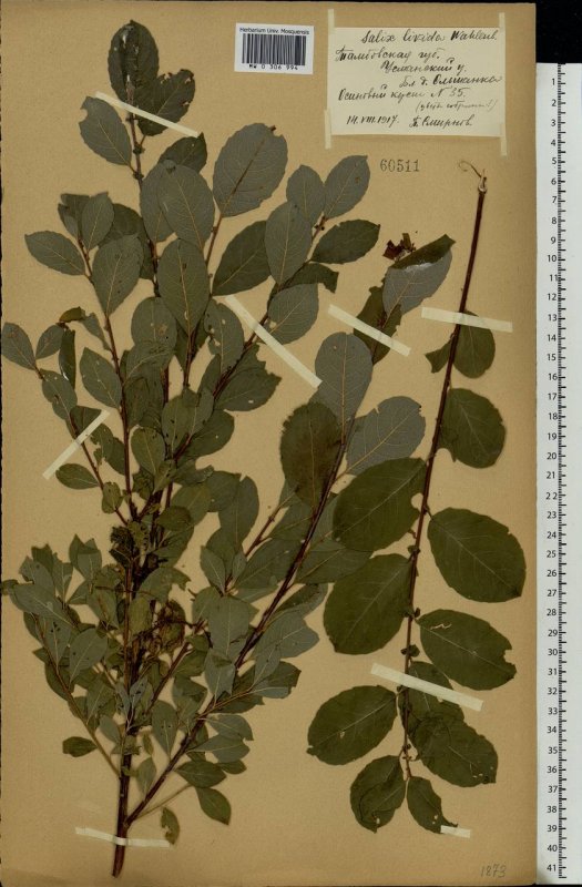 Ива ушастая (Salix Aurita