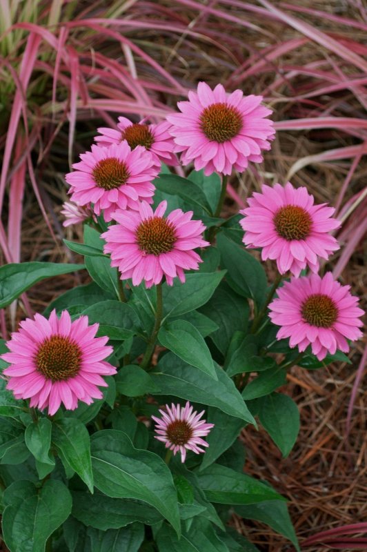 Эхинацея Echinacea Marmalade