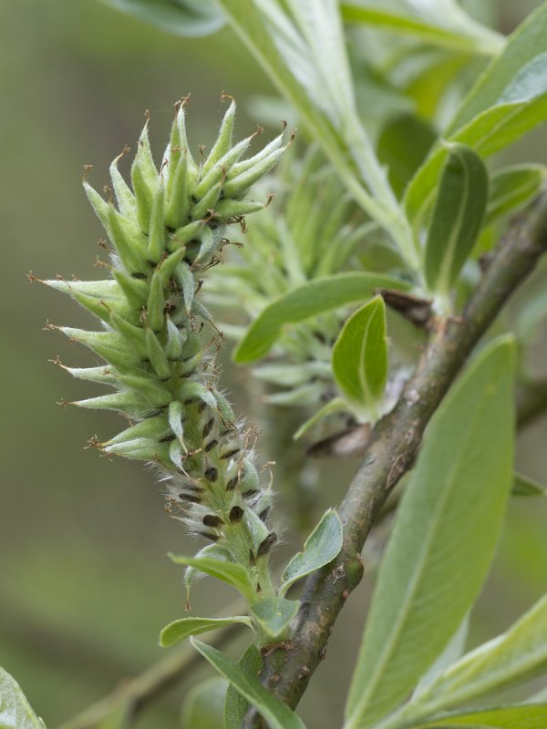 Crepis gmelinii