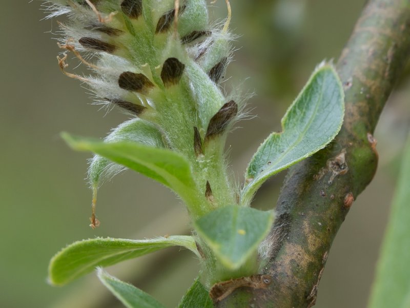 Salix turanica