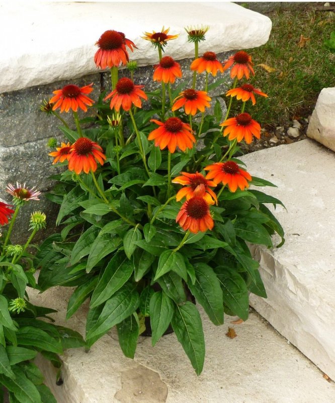 Эхинацея Echinacea amazing Dream