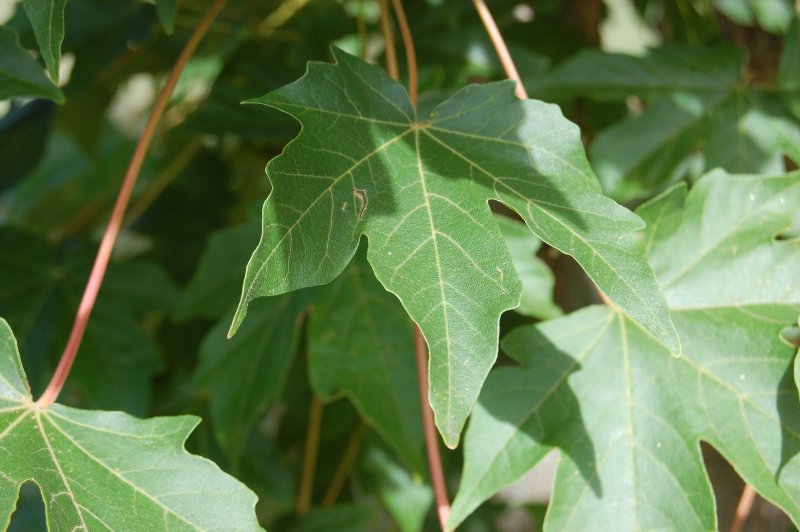 Клен Миябе (Acer miyabei)