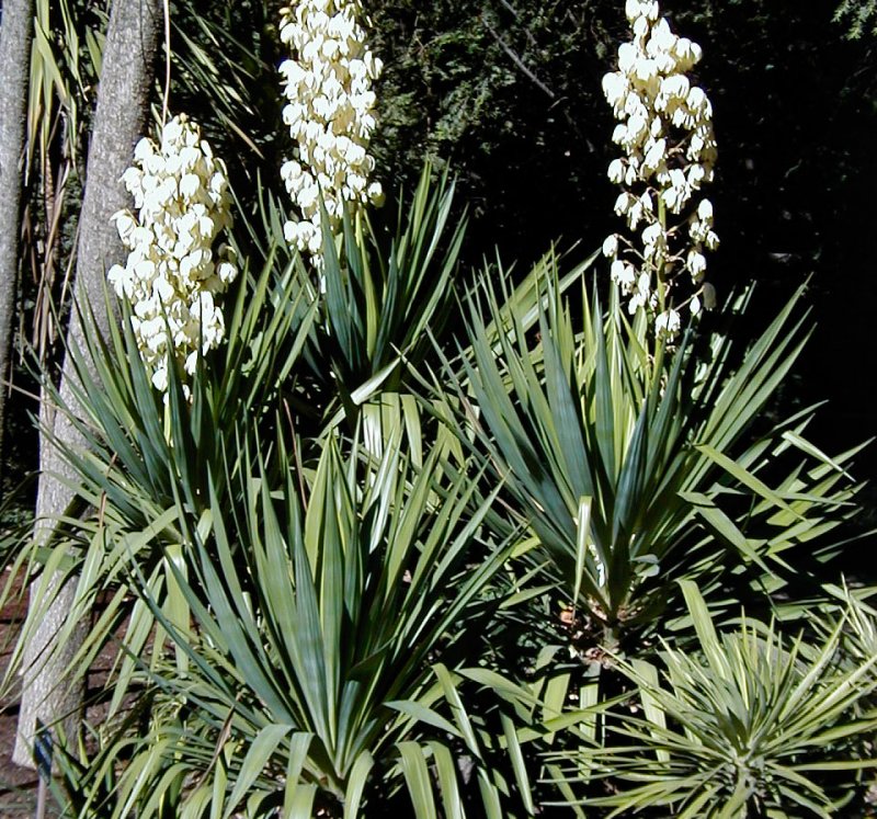Юкка recurvifolia