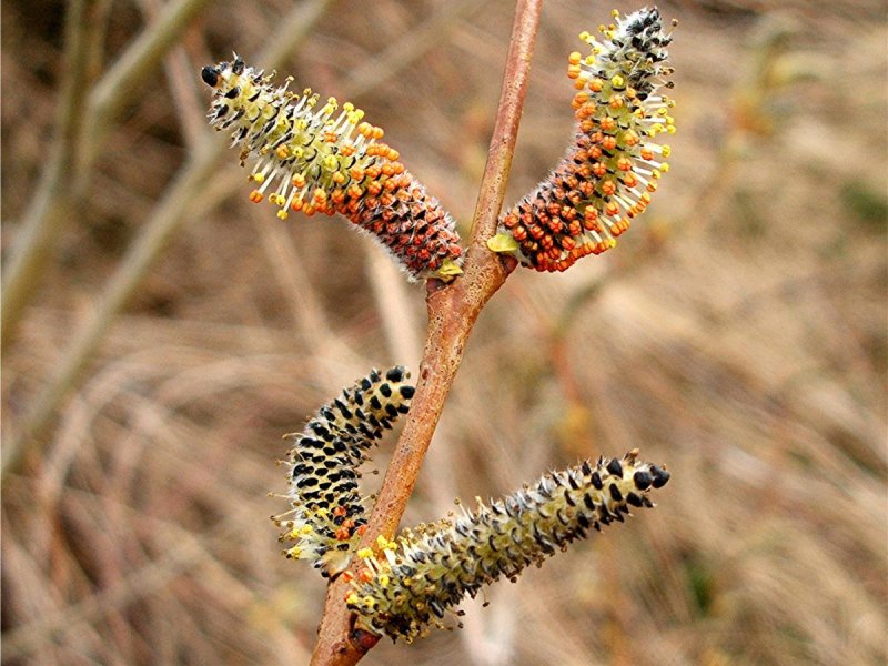 Ива Штарке (Salix starkeana Willd.)ветка на белом фоне