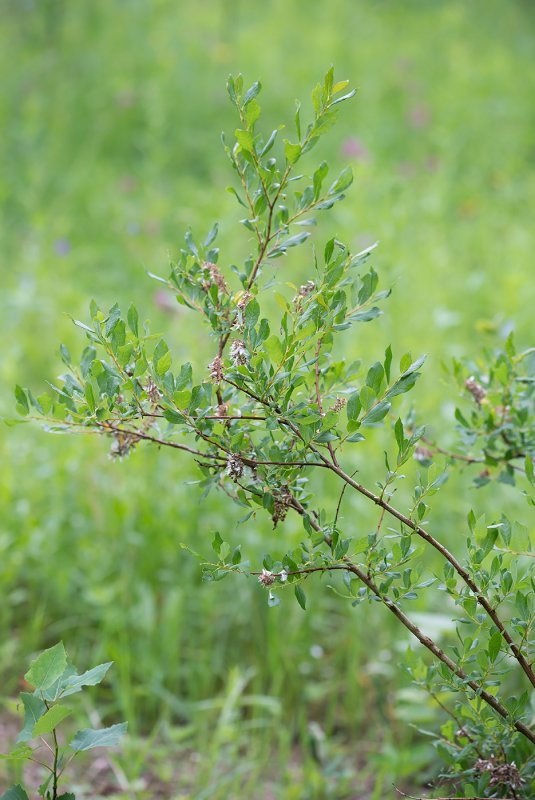Salix SPP