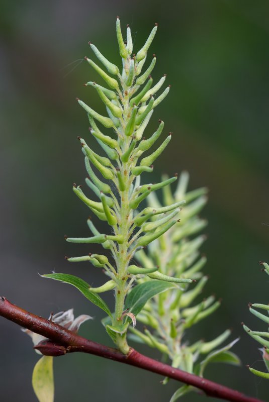 Ива пепельная Salix cinerea
