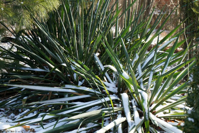 15. Юкка нитчатая (Yucca filamentosa)