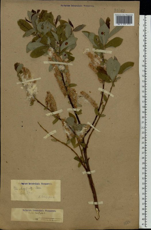 Ива белая 'sericea'