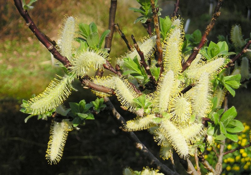 Ива ломкая Salix fragilis