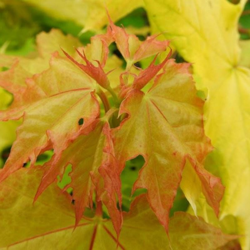 Клен Acer platanoides Golden Globe