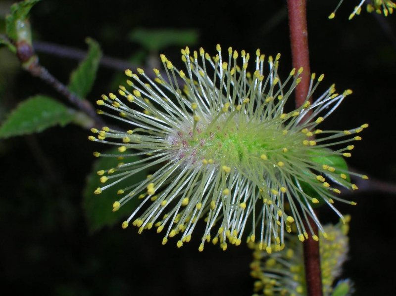 Salix moupinensis