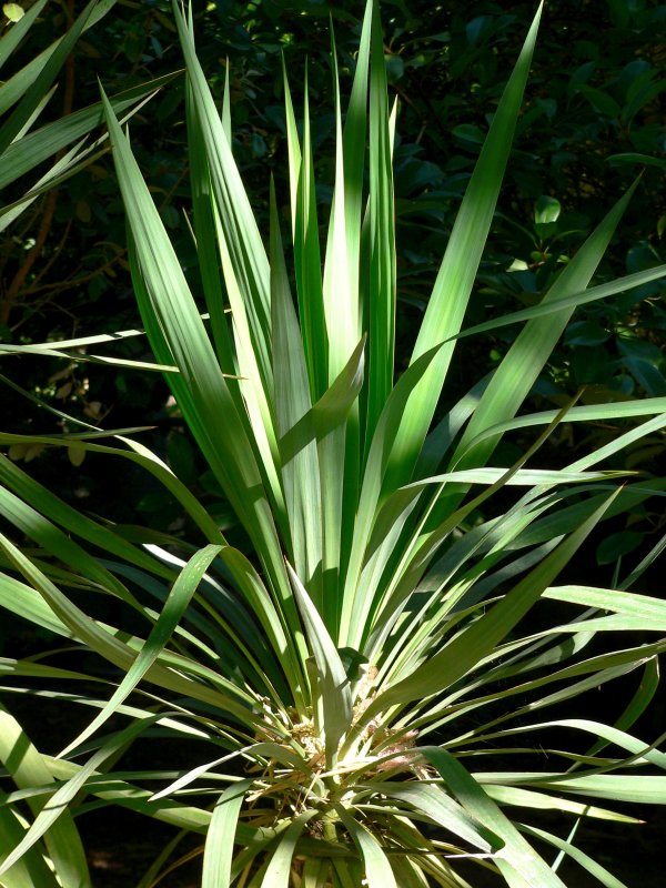 Юкка повислая (Yucca flaccida Ivory Tower)